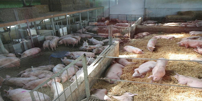 De stal van Beemsterlant's varkensvlees